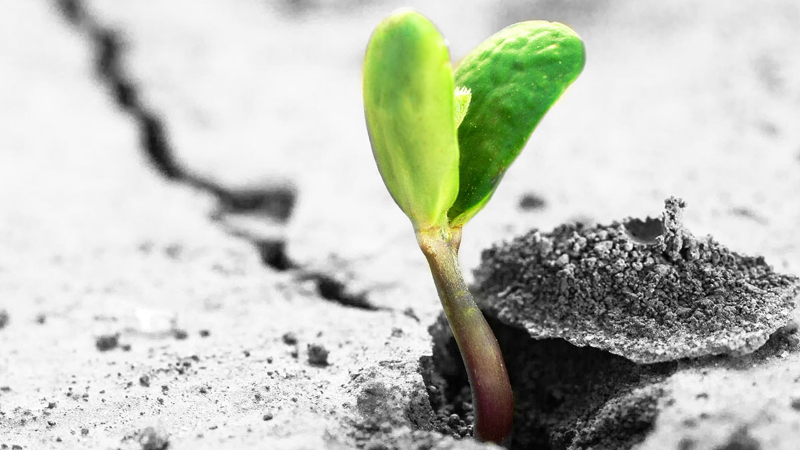 A sprout breaking through the pavement