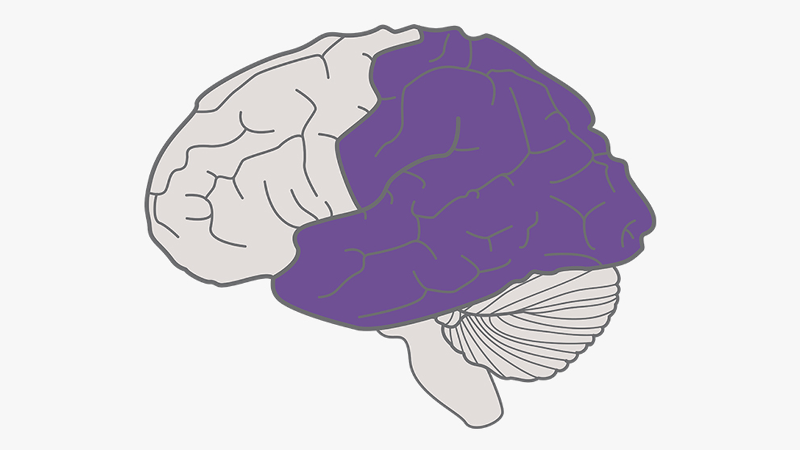 Illustration of the brain with the recognition networks (the WHAT of learning) at the back of the brain highlighted in purple