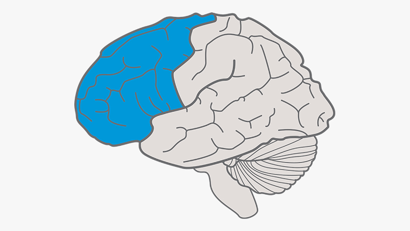 Illustration of the brain with the strategic networks (the HOW of learning) at the front of the brain highlighted in blue